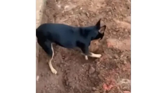 CÃOGUETA: Pinscher “denuncia” à PF local onde o dono escondia drogas
