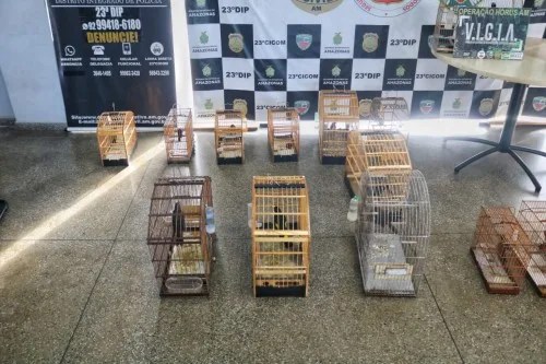 Polícia prende homem por crime ambiental e liberta 15 pássaros mantidos em cativeiro no Japiim
