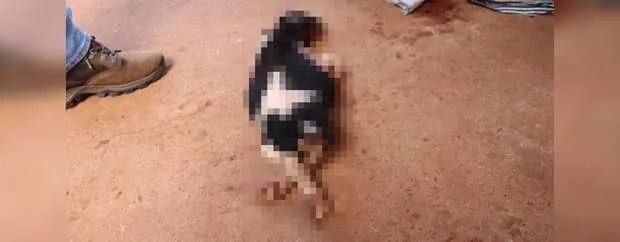 CRUELDADE: Homem ameaça ex, degola cachorro e acaba multado e preso
