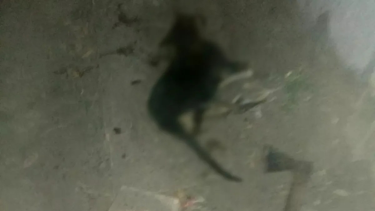 CRUELDADE: Homem é preso após matar cachorro com machadadas na cabeça