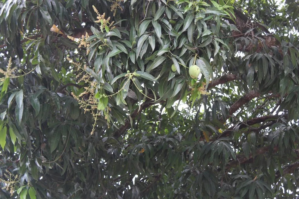 Mulher é executada a tiros na zona Leste de Manaus