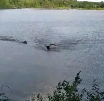 Susto: Vídeo mostra homem sendo atacado por jacaré