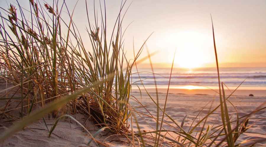 green grass on sand overlooking body of water