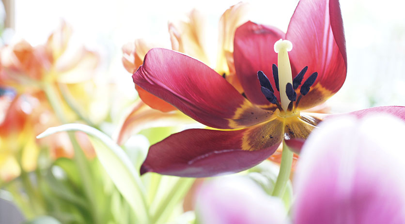 featured image 836x463px