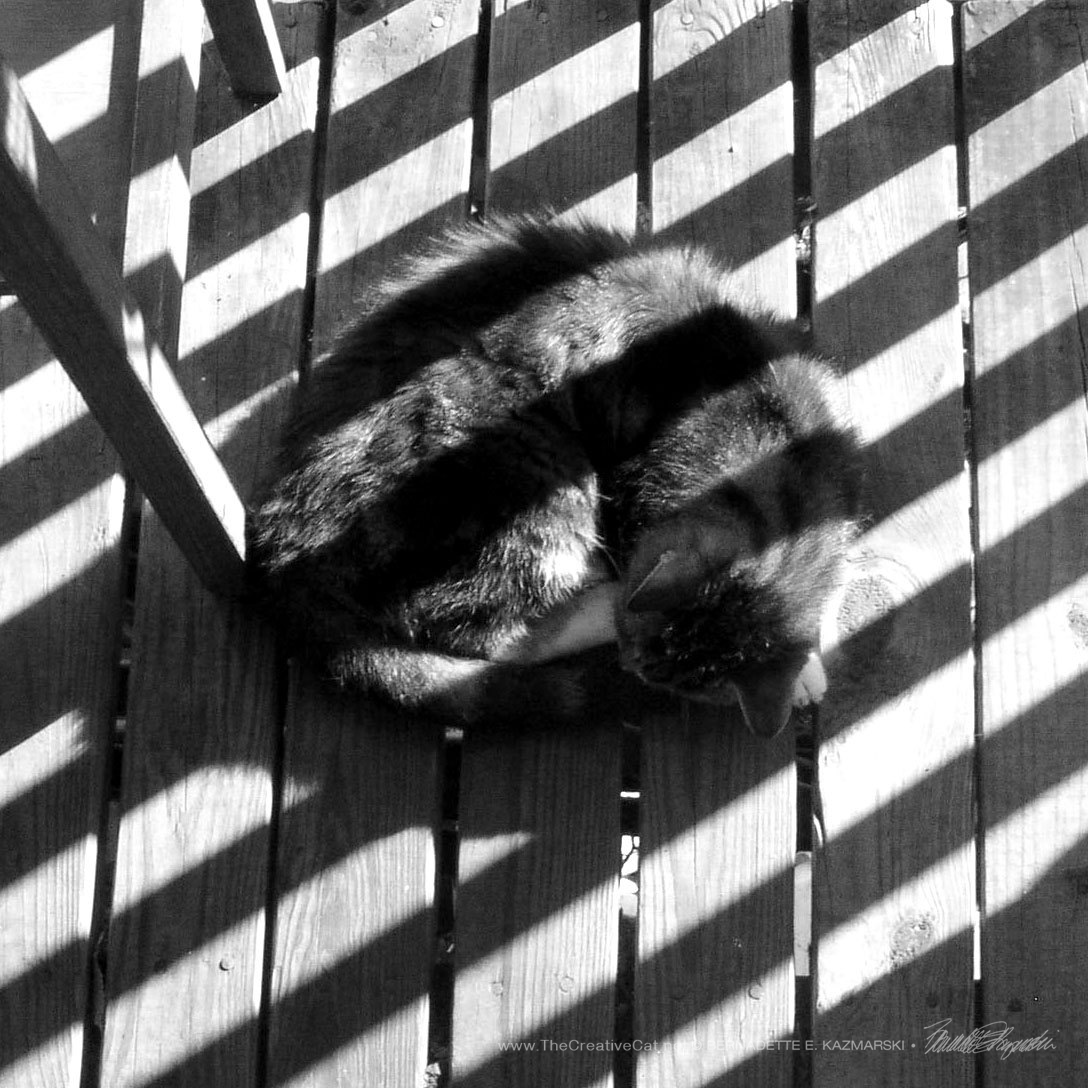 Stripes on Stripe, photo