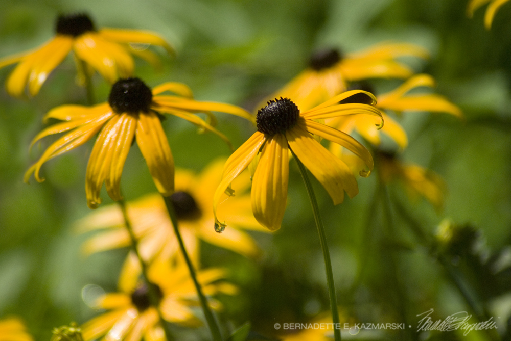 Rudbeckia in the Rain
