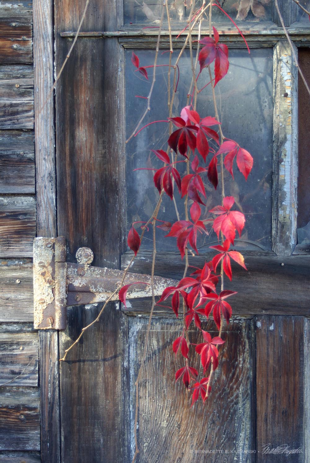 Red, photo