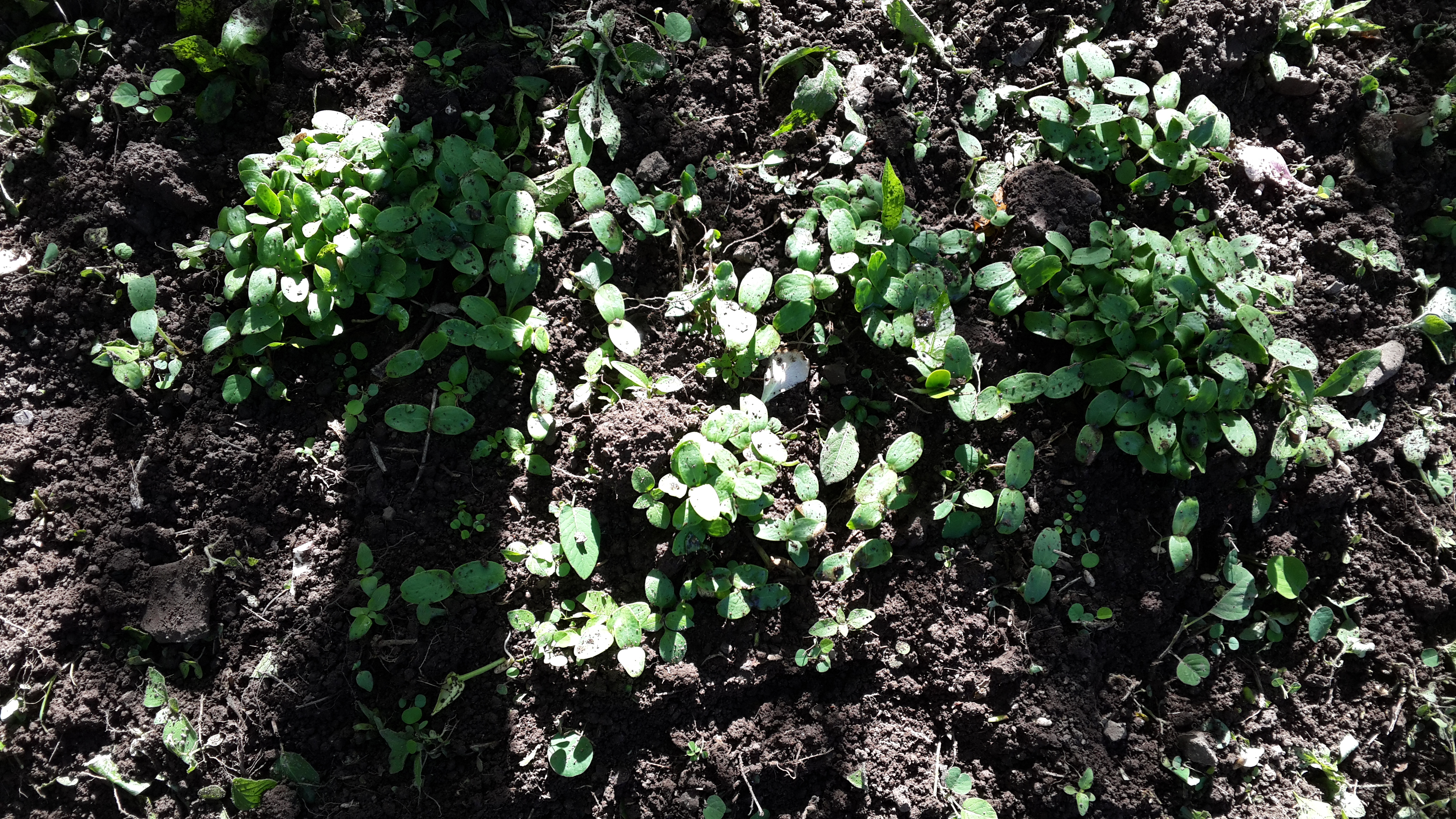 Canteloupe at one week