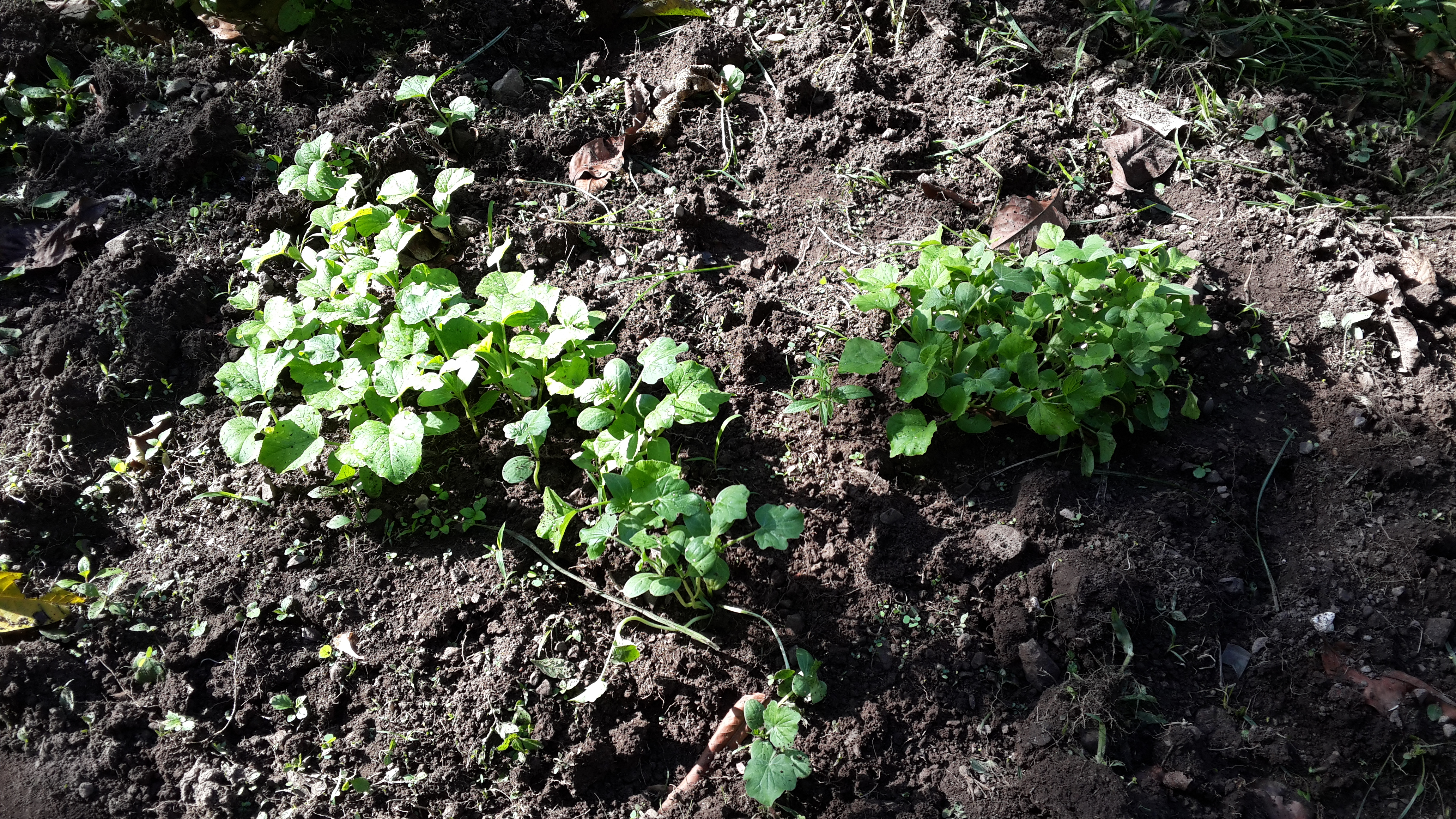 Watermelon and cataloupes @ 2 weeks