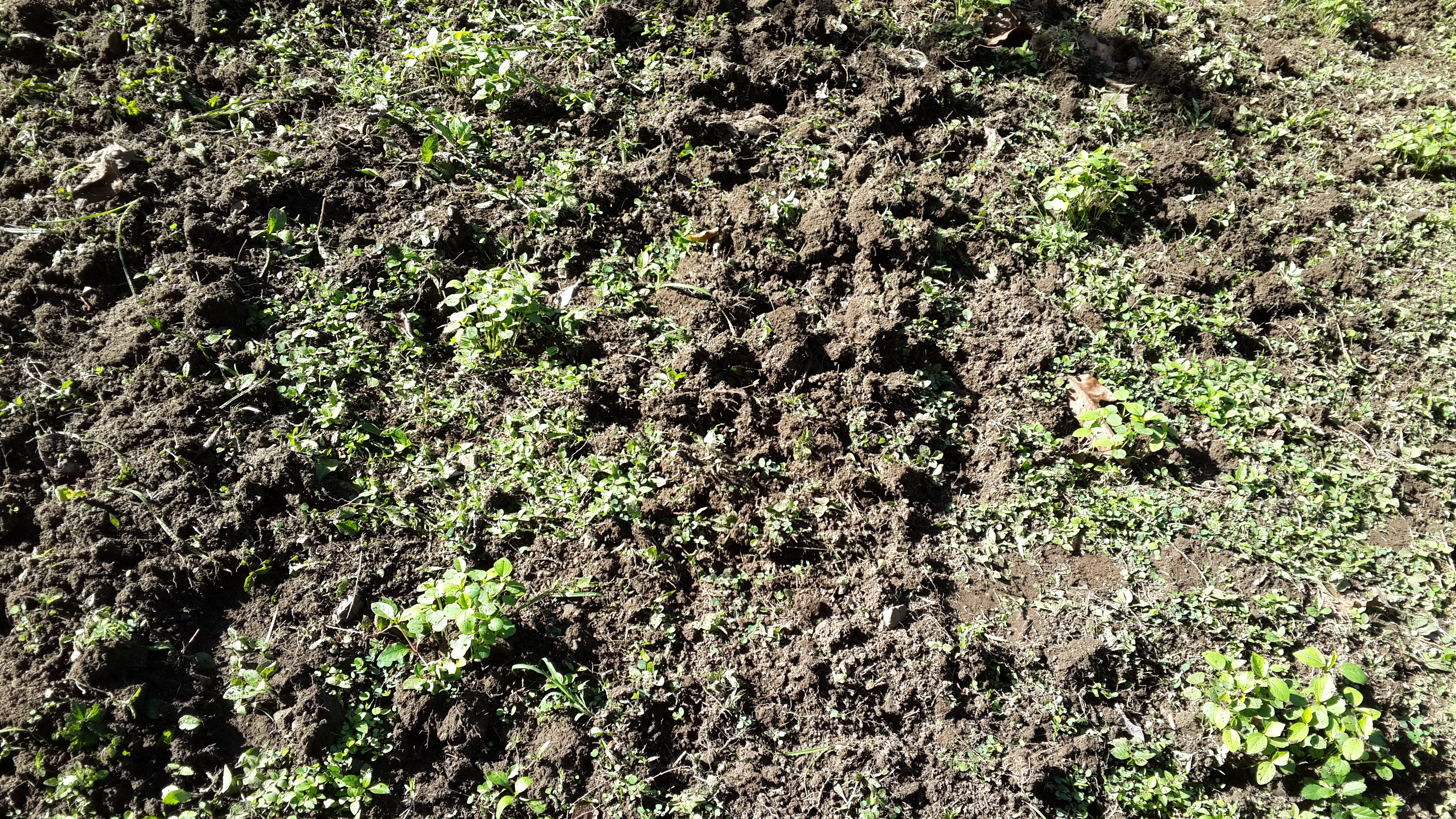 Ground after weeding
