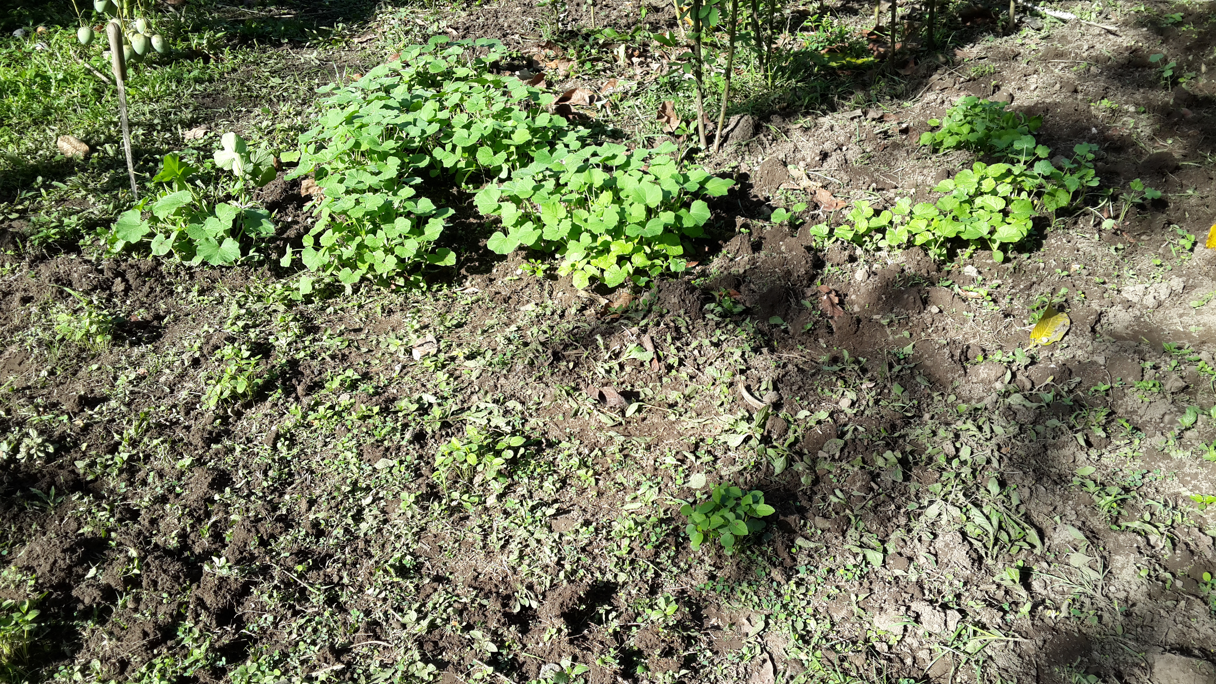 2 weeks - Canteloupe, water melon, pumpkin and sorrel seedlings all growing together
