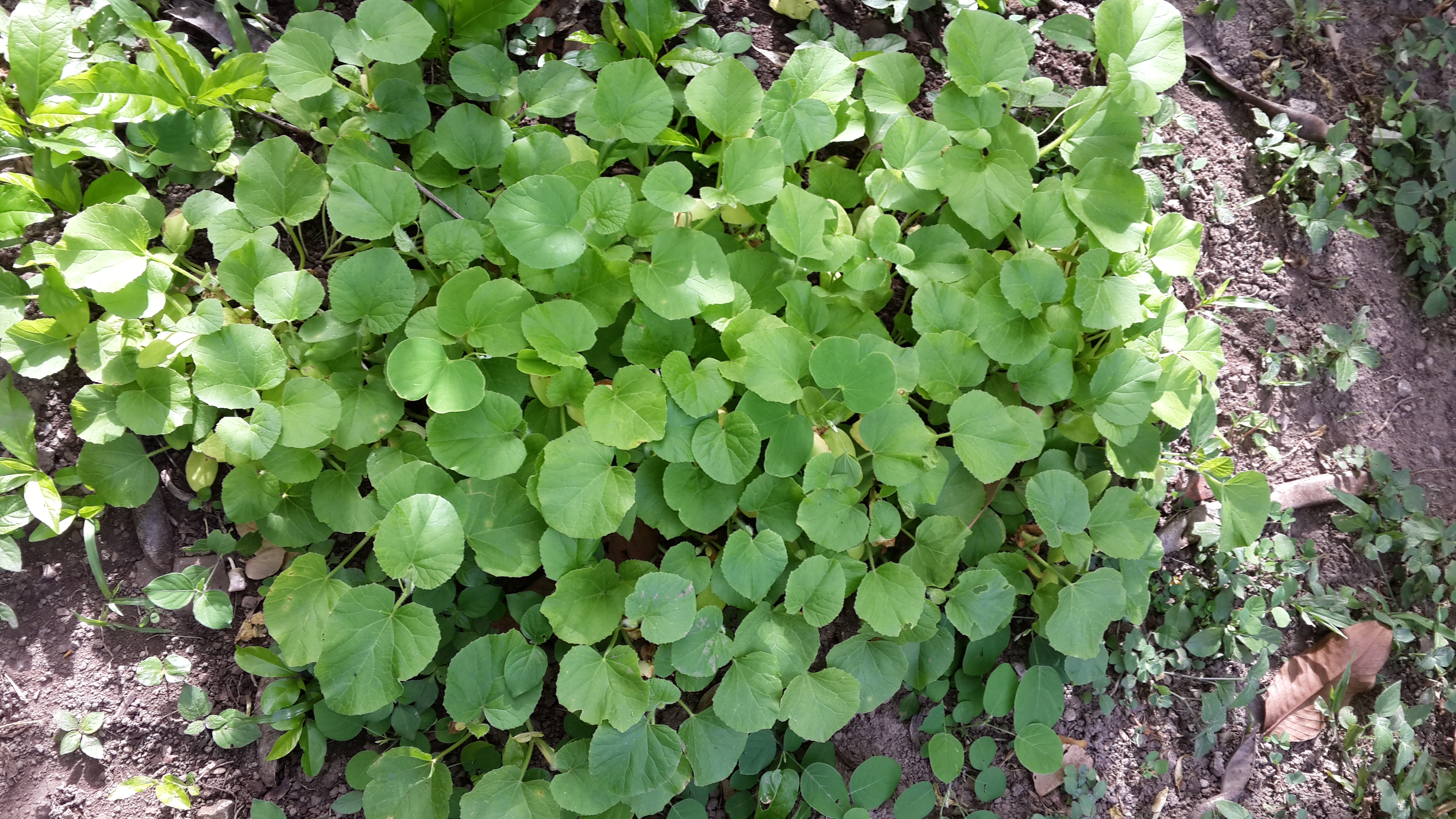 Cantaloupe @ 2 weeks