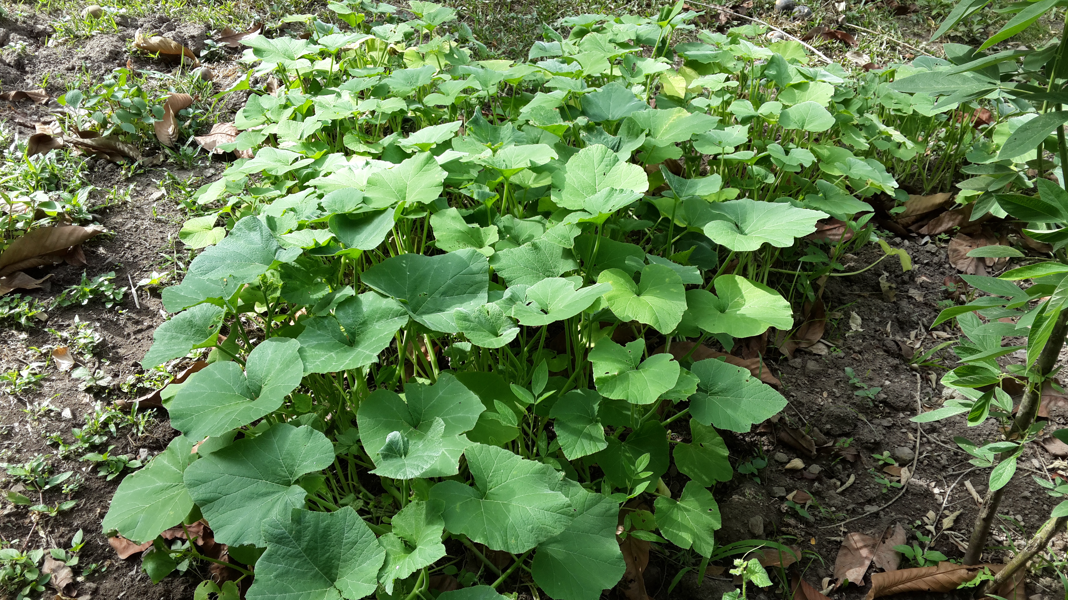 Pumpkin and cantaloupe growing together @ 5 weeks (before transplanting)
