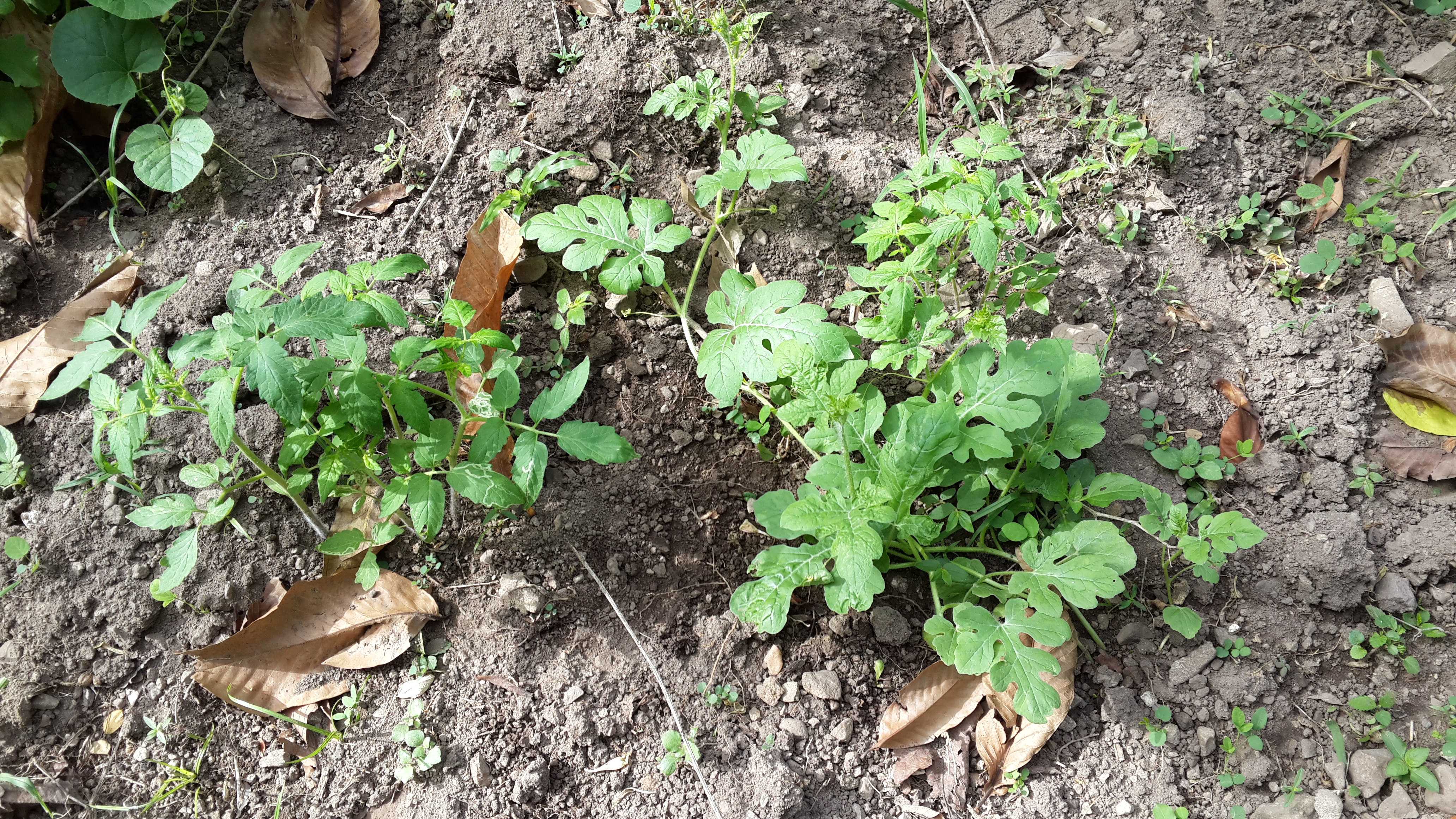 Watermelon and tomato @ 5 weeks