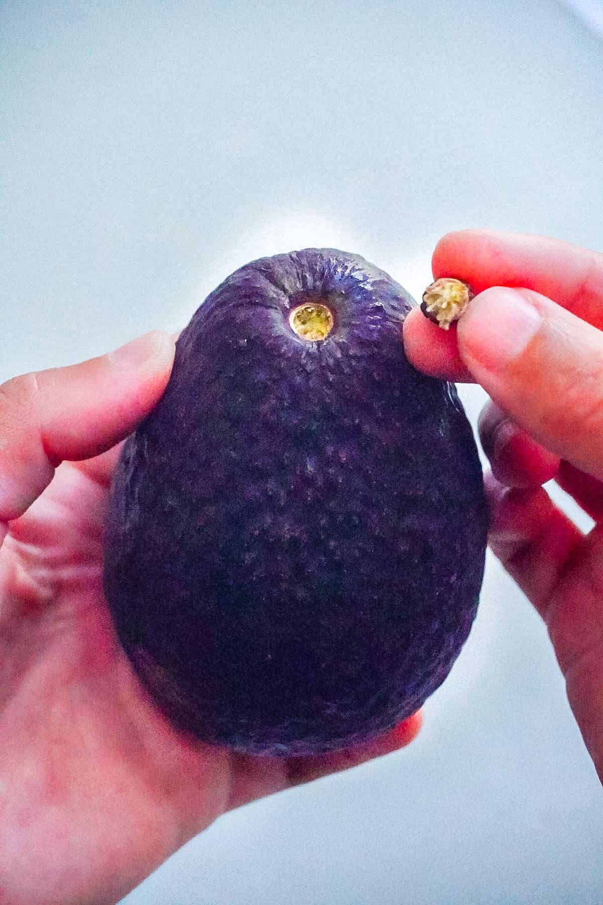A hand taking the stem stump out of the avocado so you can see if the avocado is ready.