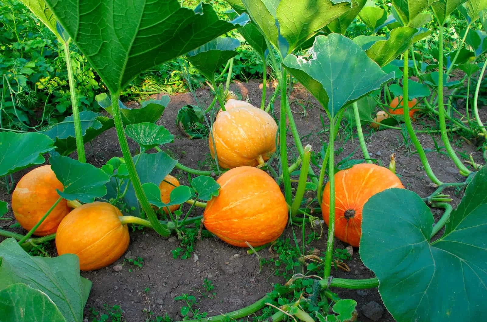 How many pumpkins per plant?
