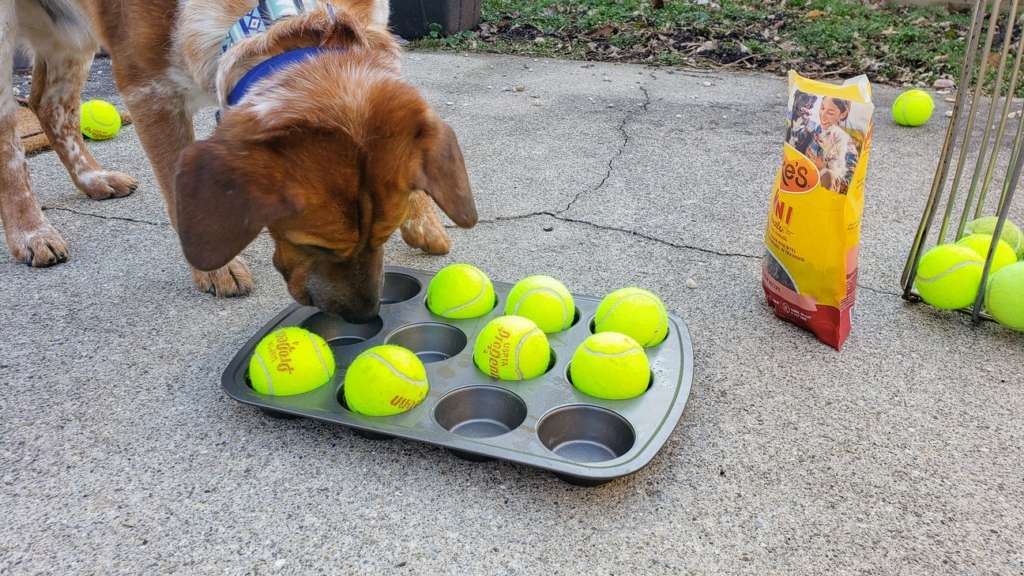 9 diy dog enrichment toys you can make at home