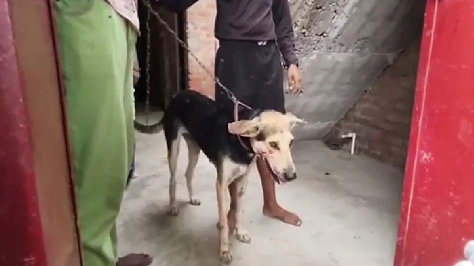 पालतू कुत्ते के हमले से 11 साल के मासूम की मौत