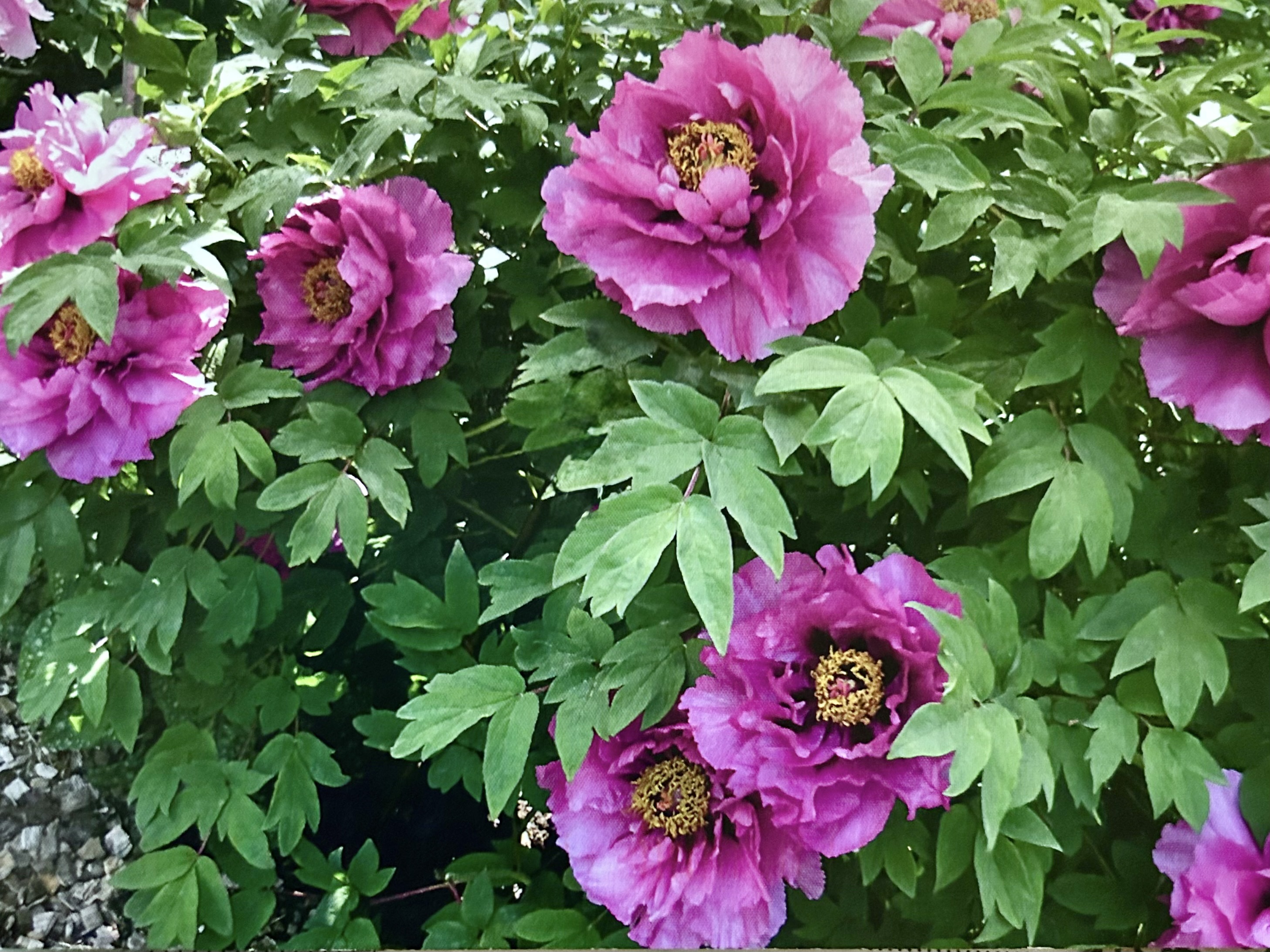 Tree Peony