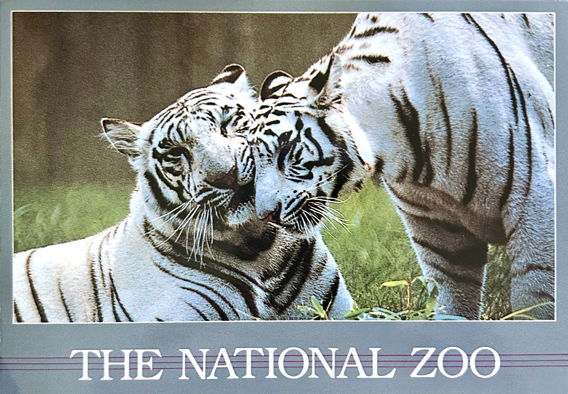 Tigers