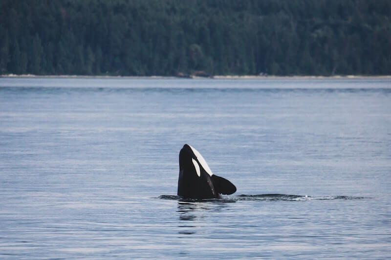 orca whale watching