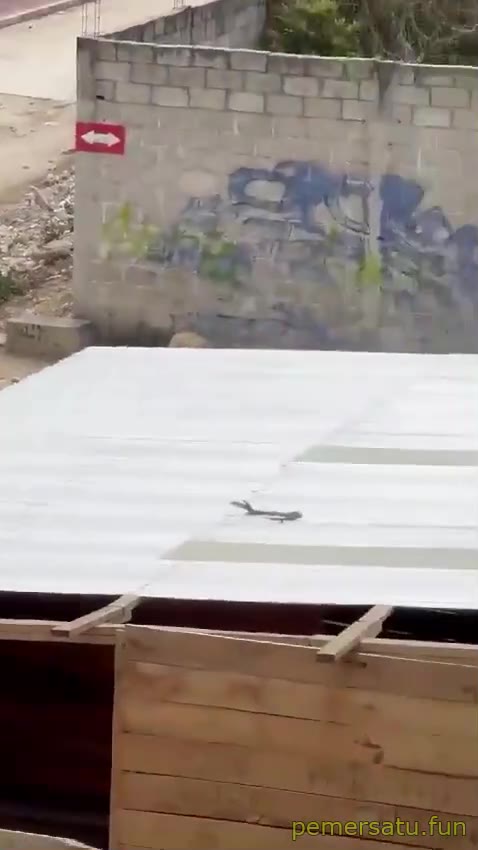 Kambing Intip Pelajar Ngentot Kandang