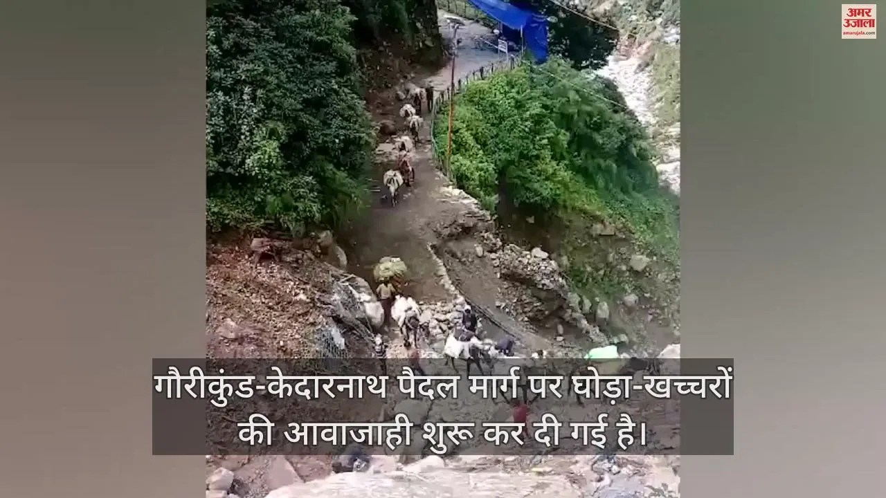 Video : Movement Of Horses And Mules Started On Gaurikund-kedarnath Walking Route – Amar Ujala Hindi News Live