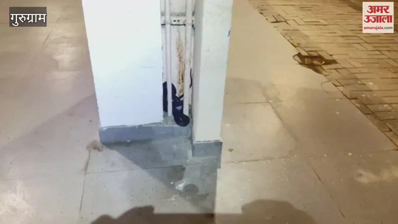 VIDEO : गुरुग्राम की सिग्नेचर ग्लोबल सोसाइटी में निकला कोबरा, लोगों ने बनाया वीडियो  Latest Haryana News