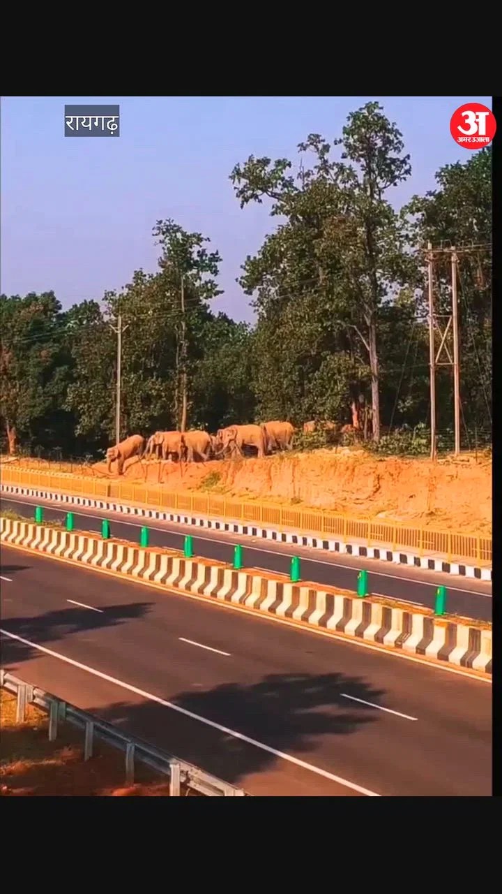 सीजी- सीजी: रायगढ़ में भारतमाला सड़क पर दिखा 19 हाथियों का दल, दोनों तरफ थमे वाहनों के पहिए – INA