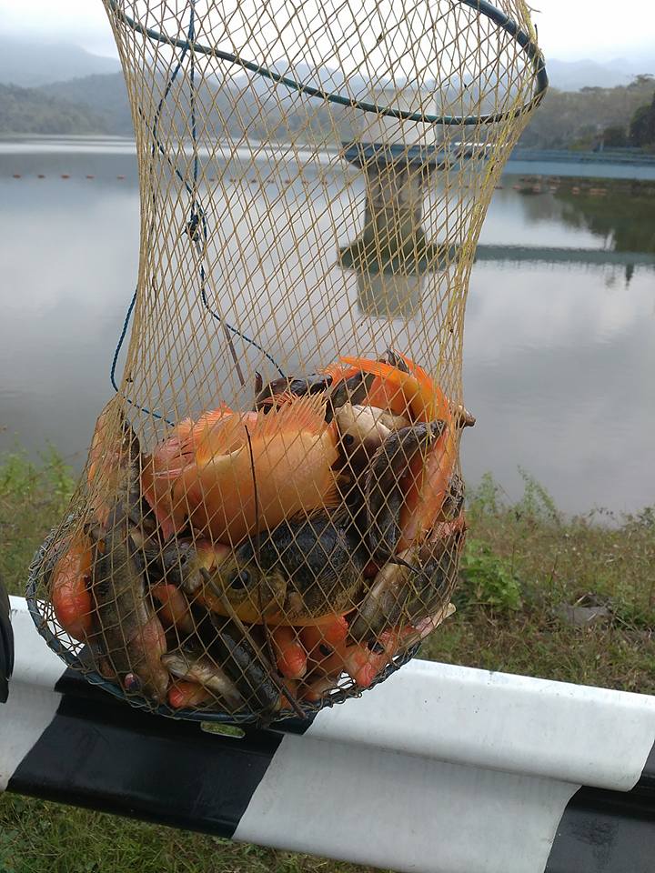 Free Gambar Ikan Red Devil Shopee Indonesia Terbaru oleh Lampung Hits