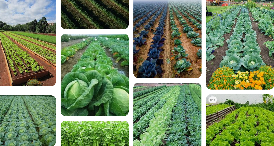 طرق الاكتفاء الغذائي في المنزل