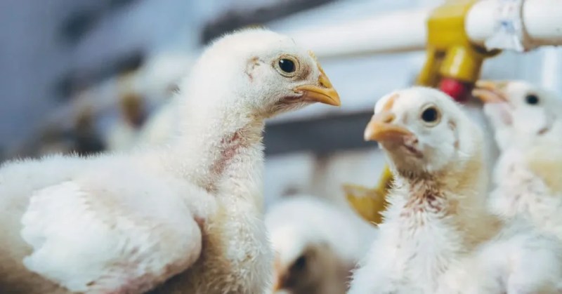9 Reasons for Broiler Chickens Not Growing 3 Broiler chicks with access to floor, feeders and drinkers