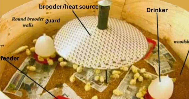 Chick Brooding Management for Broilers and Layers: A Practical Guide 3 Brooder guard arranged around a heat area for young chicks