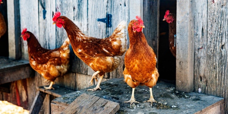 Getting Rid Of Roaches In Chicken Coop [Ultimate Guide]