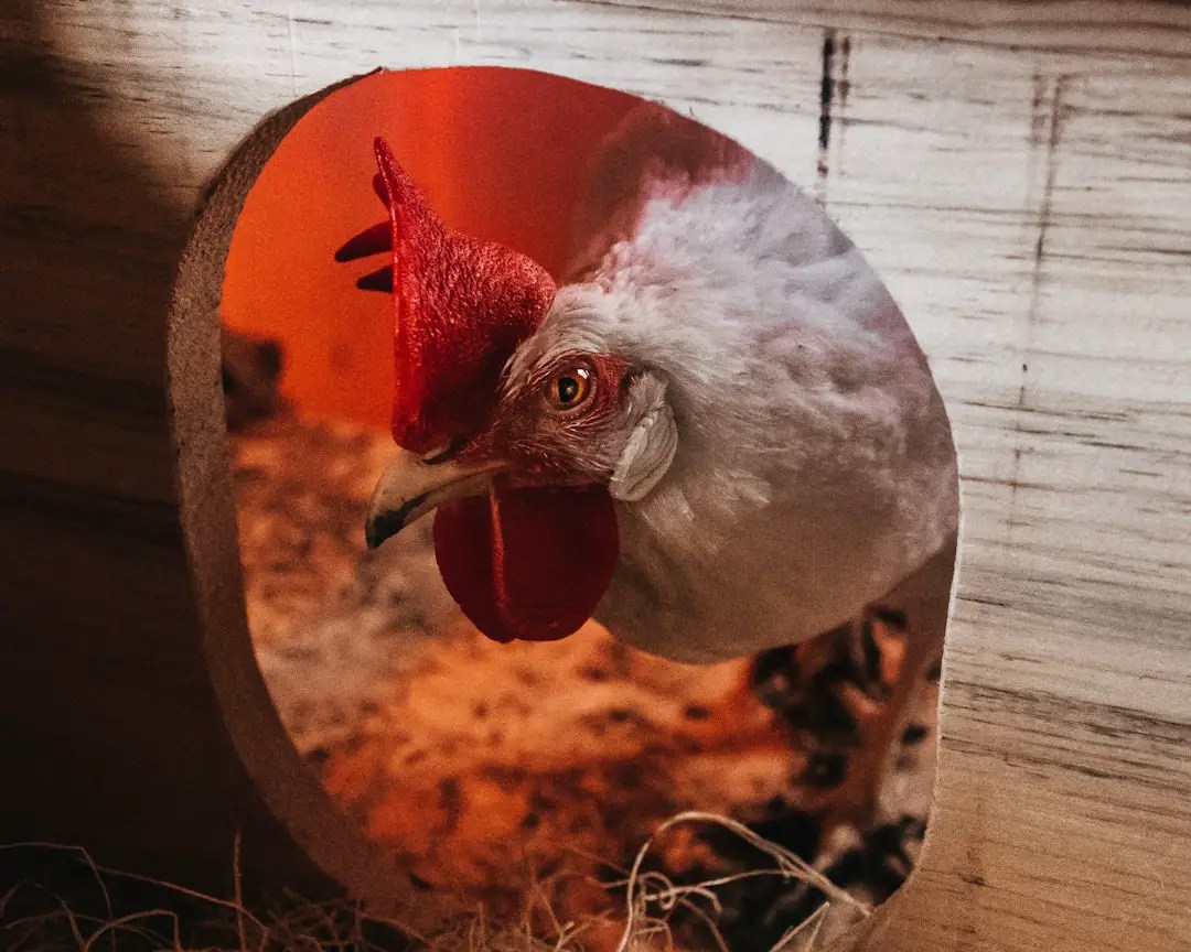How to keep fleas off chickens