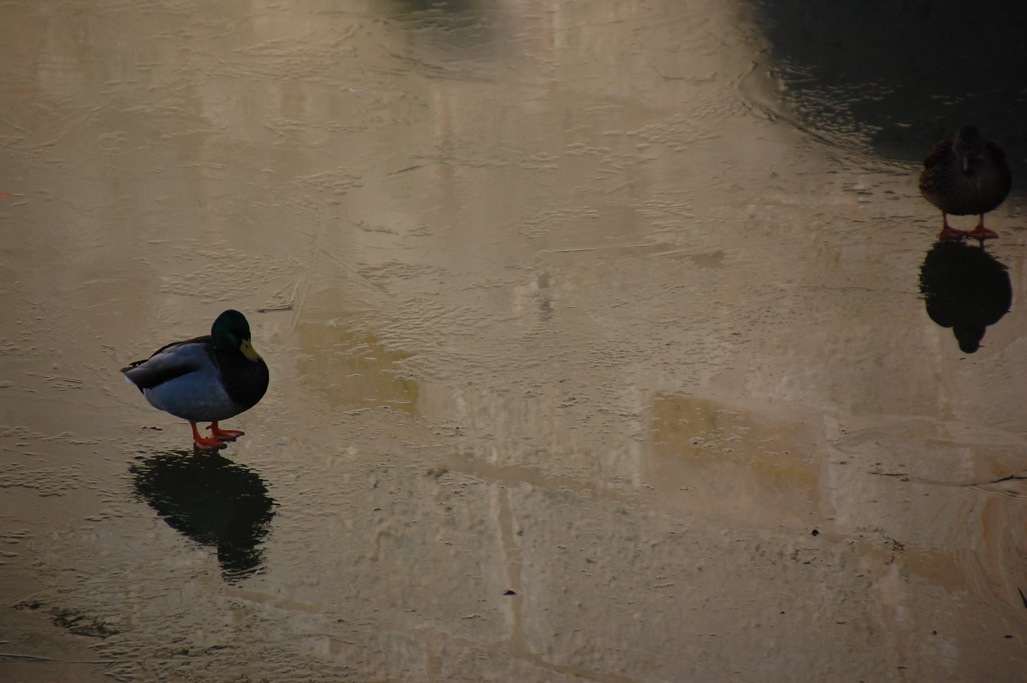 Douves de charmes avec pierres apparentes - prix à discuter