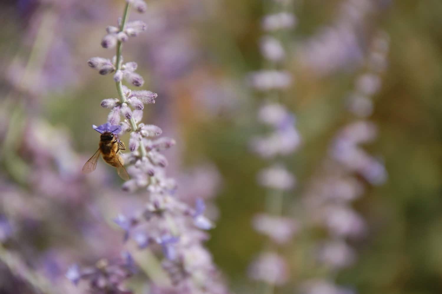 Et on butine, on butine...