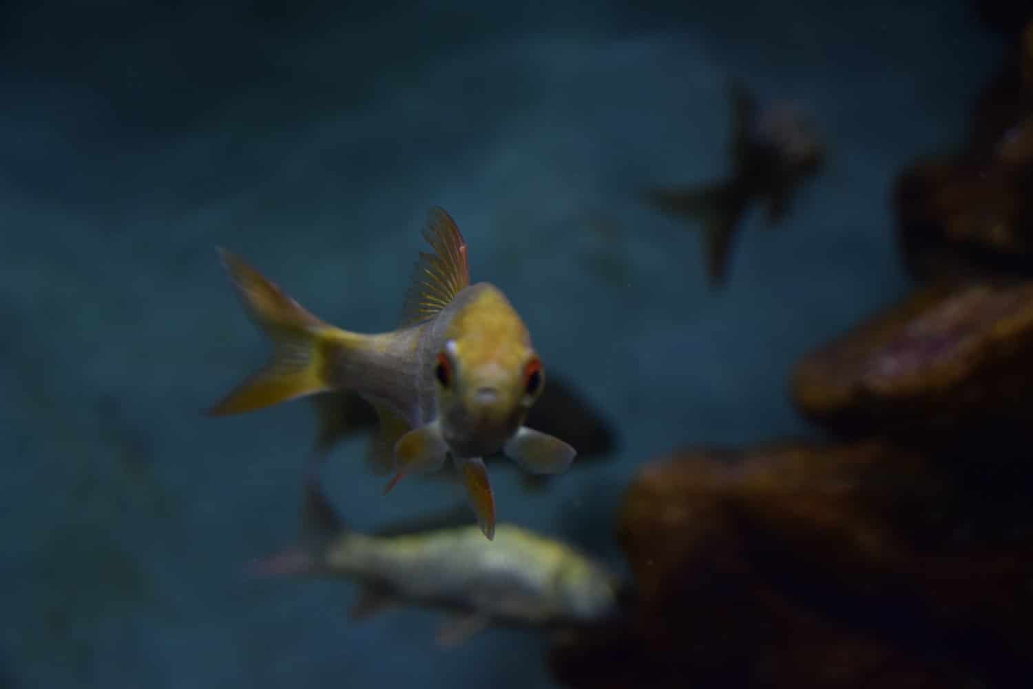 C'est moi qui louche ou il y a quelqu'un qui me regarde ?