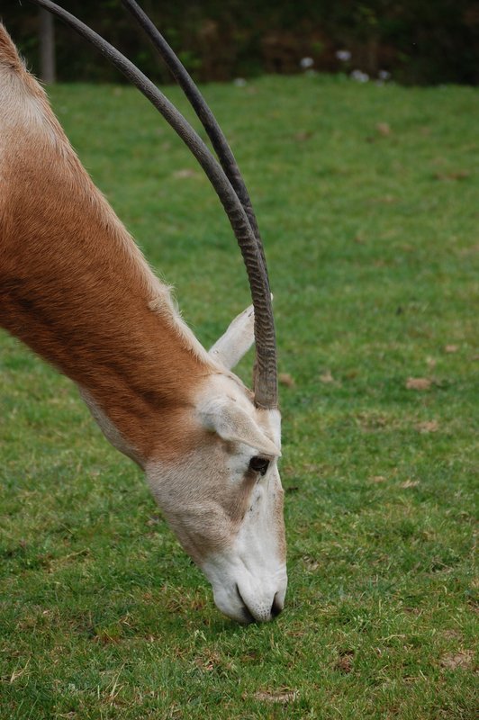 Élégant même en broutant