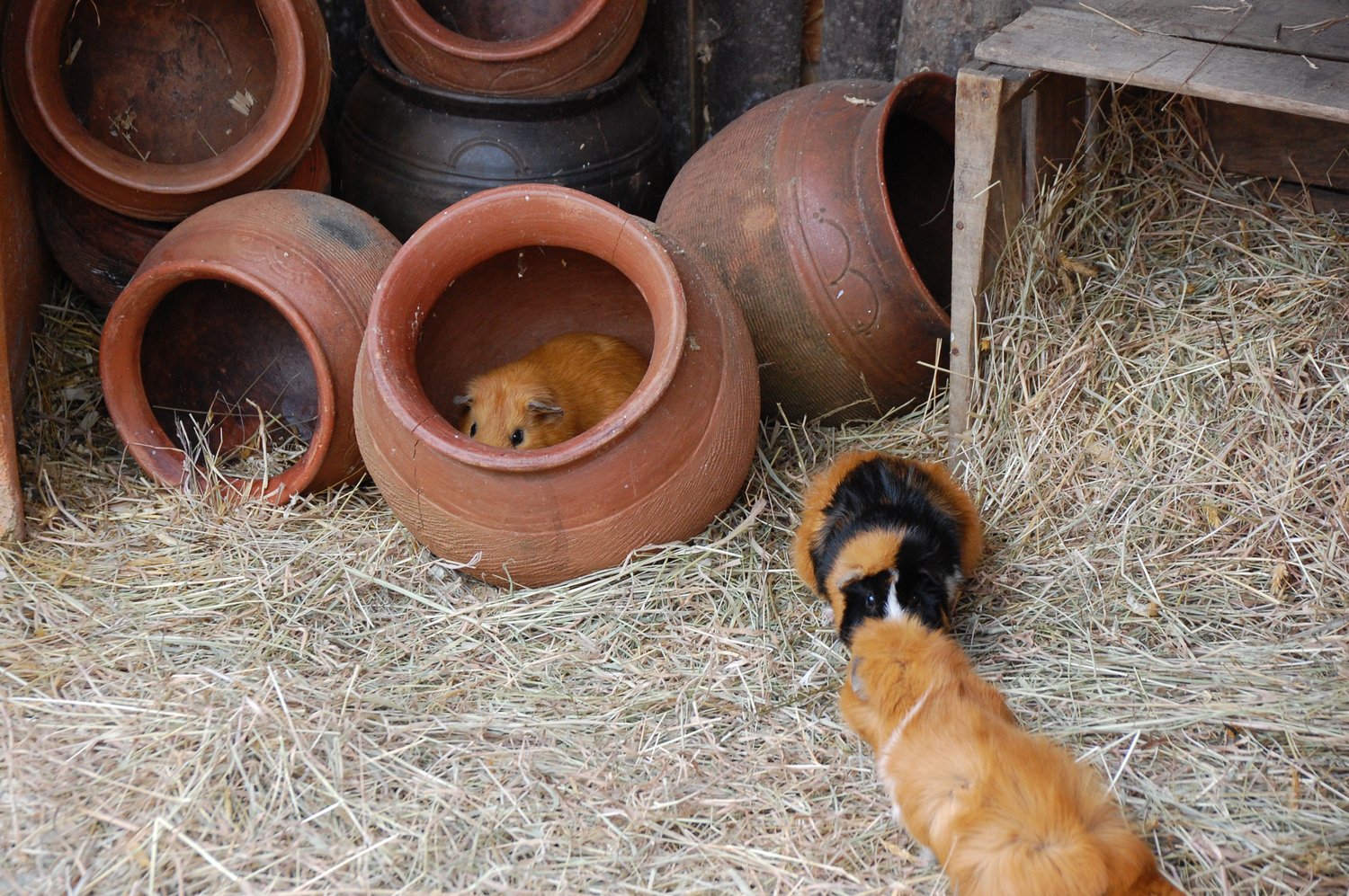 J'suis caché, j'suis caché...