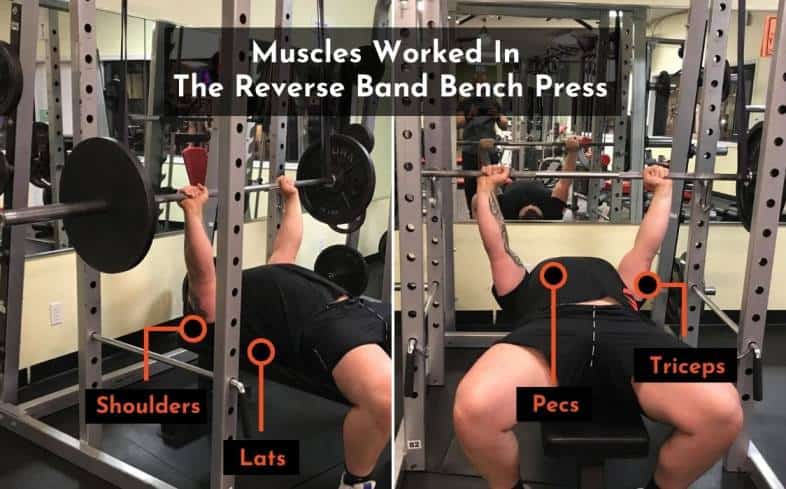 Muscles-worked-in-the-reverse-band-bench-press