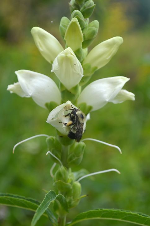 Turtlehead, Chelone glabra, with a bumble bee