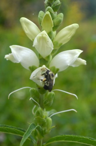 Turtlehead (Chelone glabra) with a bumblebee