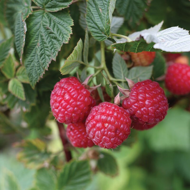 Ripe Nova raspberries on the cane