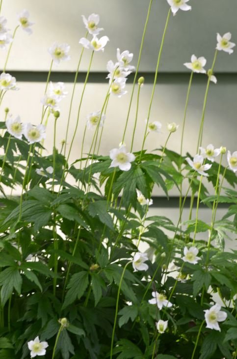 Tall Thimbleweed, Anemone virginiana