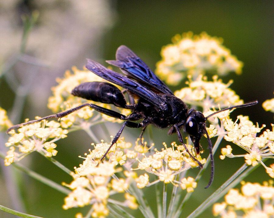 Great Black wasp gathering nectar