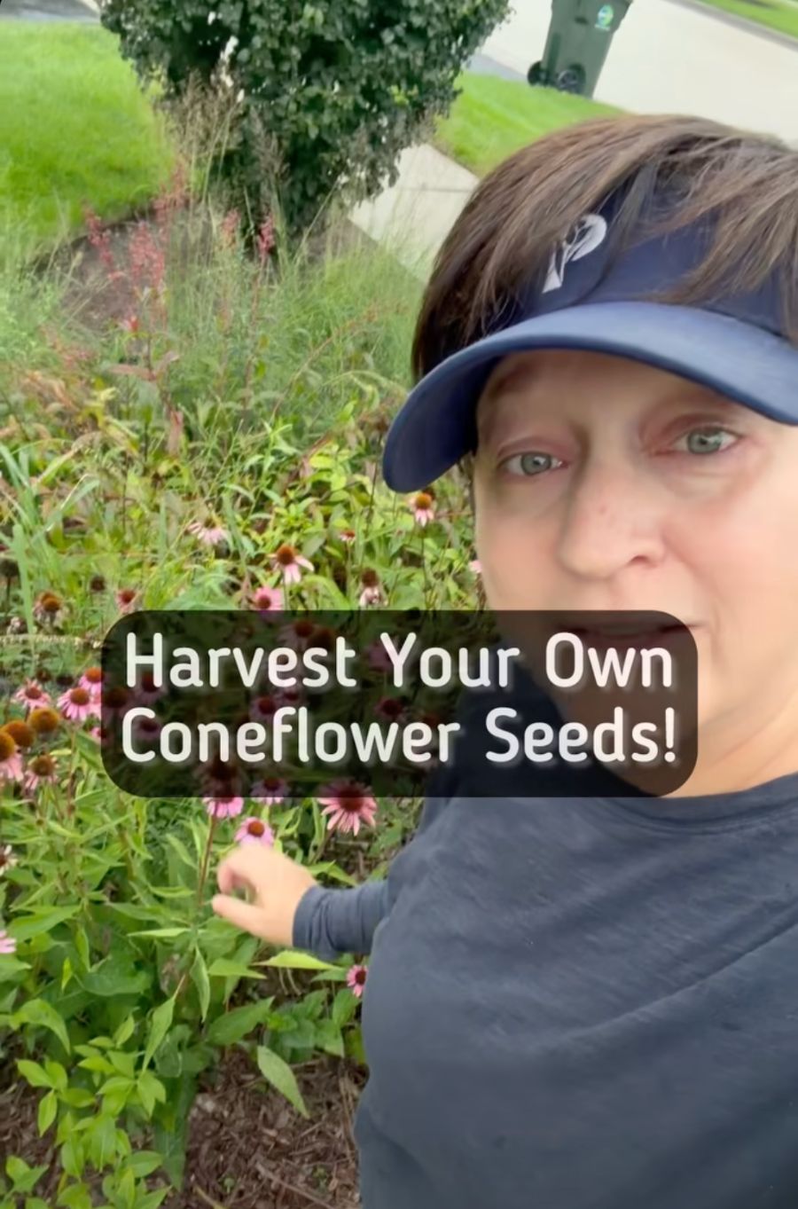 Harvest Your Own Coneflower Seeds video
