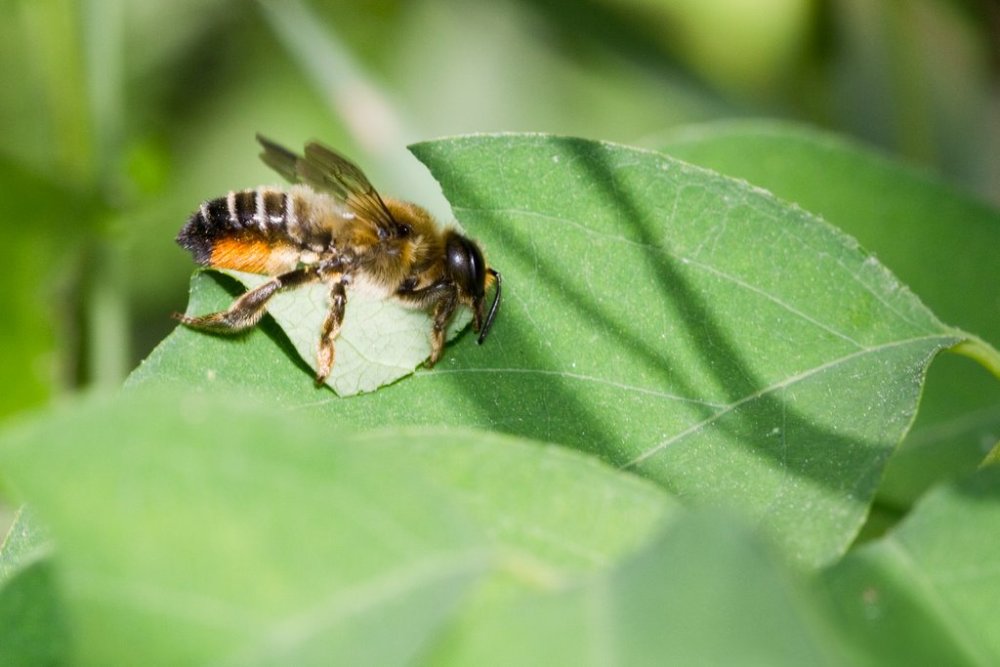 Leafcutter bee on a leaf