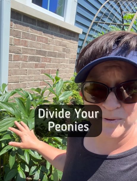 Dividing Peonies video