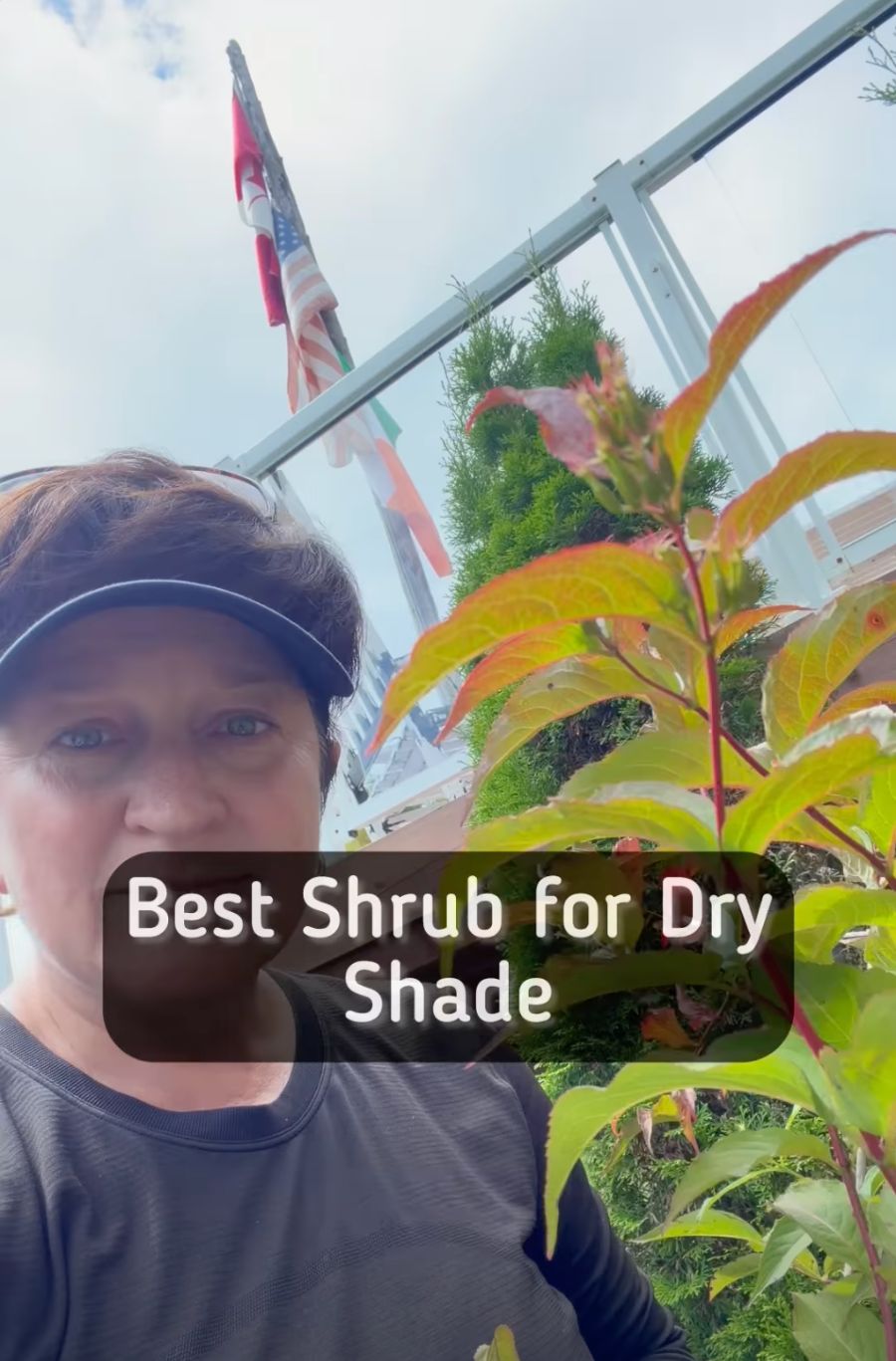 Best Shrub for Dry Shade video